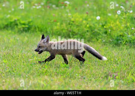 American Red Fox, CUB, Pine Comté (Minnesota), USA, Amérique du Nord, (Vulpes vulpes fulvus) Banque D'Images