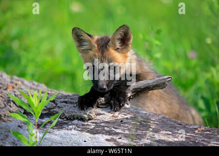 American Red Fox, CUB, Pine Comté (Minnesota), USA, Amérique du Nord, (Vulpes vulpes fulvus) Banque D'Images