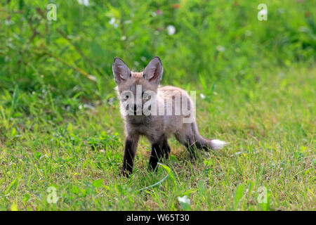 American Red Fox, CUB, Pine Comté (Minnesota), USA, Amérique du Nord, (Vulpes vulpes fulvus) Banque D'Images