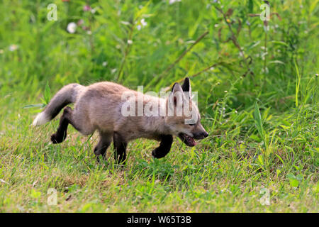 American Red Fox, CUB, Pine Comté (Minnesota), USA, Amérique du Nord, (Vulpes vulpes fulvus) Banque D'Images