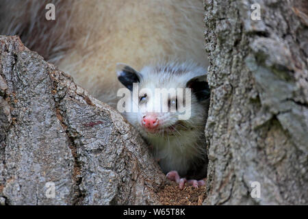 L'opossum d'Amérique du Nord, l'opossum, young, Pine Comté (Minnesota), USA, Amérique du Nord, (Didelphis virginiana) Banque D'Images