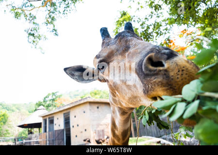 Girafe. Faire une Drôle de tronche comme il mâche. Le concept d'animaux du zoo Banque D'Images