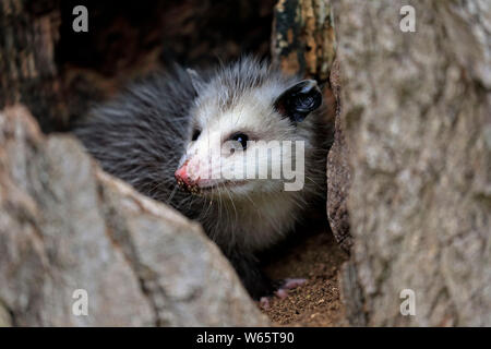 L'opossum d'Amérique du Nord, l'opossum, young, Pine Comté (Minnesota), USA, Amérique du Nord, (Didelphis virginiana) Banque D'Images