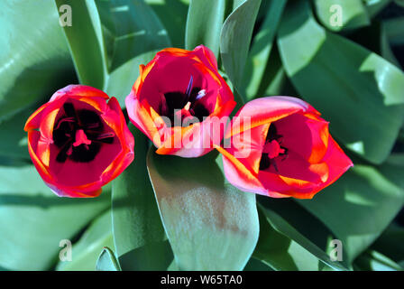 Trois fleurs de tulipe rose rouge en fleurs, feuilles vertes floues, l'arrière-plan Vue de dessus Banque D'Images