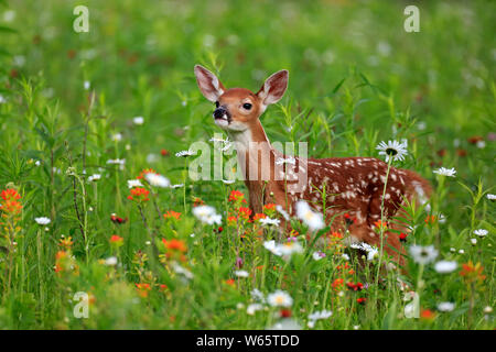 Le cerf de virginie, jeune, dix jours, Pine Comté (Minnesota), USA, Amérique du Nord, (Odocoileus virginianus) Banque D'Images