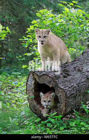 Mountain Lion, Puma, Cougar, adulte, Pine Comté (Minnesota), USA, Amérique du Nord, d'Europe (Felis concolor) Banque D'Images