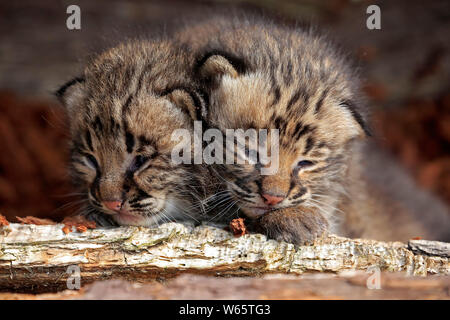 Bobcat, jeunes enfants, Pine Comté (Minnesota), USA, Amérique du Nord, (Lynx rufus) Banque D'Images