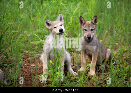 Loup gris, Youngs, oursons, Pine Comté (Minnesota), USA, Amérique du Nord, (Canis lupus) Banque D'Images