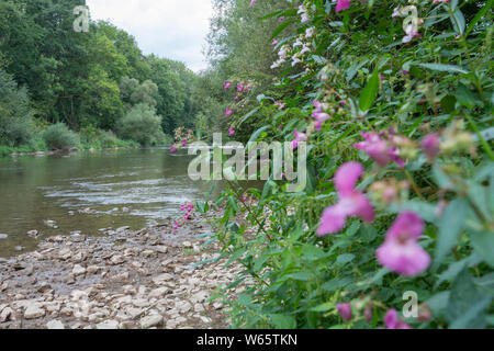 Baume, indiennes, vallée de Kocher schwaebisch hall, région Hohenlohe, heilbronn-Franconie, Bade-Wurtemberg, Allemagne, (Impatiens glandulifera) Banque D'Images