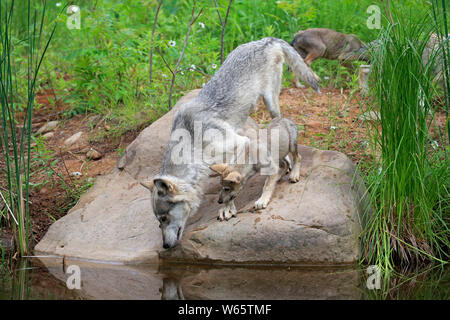 Loup gris avec cub, Pine Comté (Minnesota), USA, Amérique du Nord, (Canis lupus) Banque D'Images