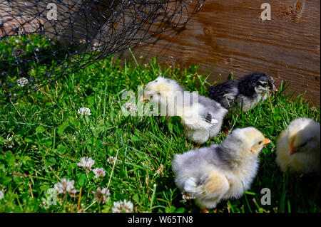 Jaune et gris de poulet peu marcher dans l'herbe Banque D'Images