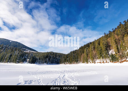 Le lac gelé et recouvert de neige. synevyr magnifique paysage hivernal des Carpates. paysage merveilleux entre pessière. destin populaires Voyage Banque D'Images