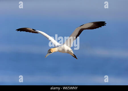 Cape Gannet, Lamberts Bay, Western Cape, Afrique du Sud, Afrique, (Morus capensis) Banque D'Images