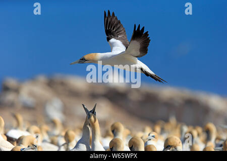 Cape Gannet, Lamberts Bay, Western Cape, Afrique du Sud, Afrique, (Morus capensis) Banque D'Images