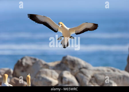 Cape Gannet, Lamberts Bay, Western Cape, Afrique du Sud, Afrique, (Morus capensis) Banque D'Images