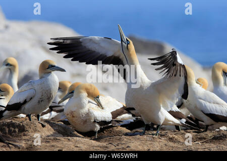 Cape Gannet, Lamberts Bay, Western Cape, Afrique du Sud, Afrique, (Morus capensis) Banque D'Images