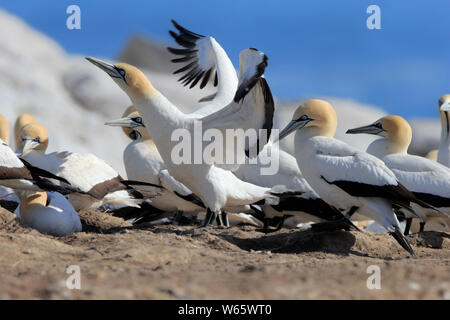 Cape Gannet, Lamberts Bay, Western Cape, Afrique du Sud, Afrique, (Morus capensis) Banque D'Images