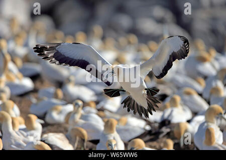 Cape Gannet, Lamberts Bay, Western Cape, Afrique du Sud, Afrique, (Morus capensis) Banque D'Images