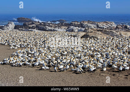 Cape Gannet, colonie, Lamberts Bay, Western Cape, Afrique du Sud, Afrique, (Morus capensis) Banque D'Images