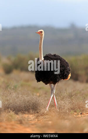 Autruche d'Afrique du Sud, l'homme adulte, Oudtshoorn, Western Cape, Afrique du Sud, Afrique, (Struthio camelus australis) Banque D'Images