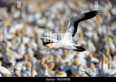 Cape Gannet, Lamberts Bay, Western Cape, Afrique du Sud, Afrique, (Morus capensis) Banque D'Images