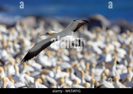 Cape Gannet, Lamberts Bay, Western Cape, Afrique du Sud, Afrique, (Morus capensis) Banque D'Images