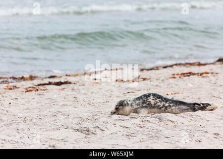 Harbour Seal, pup, Helgoland, Schleswig-Holstein, Allemagne, ( Phoca vitulina), Düne Banque D'Images