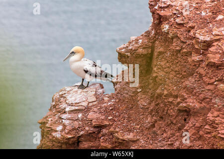 Fou de Bassan, Helgoland, Schleswig-Holstein, Allemagne (Morus bassanus) Banque D'Images