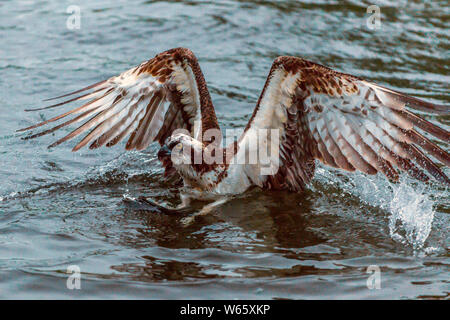 Western osprey,(Pandion haliaetus), Finlande Banque D'Images