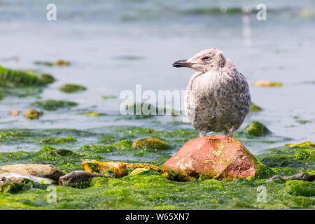 Goéland argenté, juvénile, Schleswig-Holstein, Helgoland, Allemagne (Larus argentatus) Banque D'Images