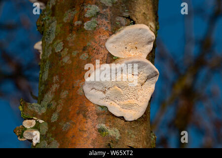 Support, poilu (Trametes hirsuta) Banque D'Images