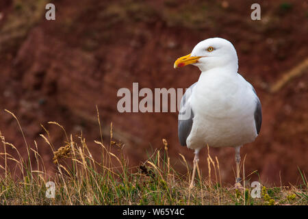 Goéland argenté, Helgoland, Schleswig Holstein, Allemagne, (Larus argentatus) Banque D'Images