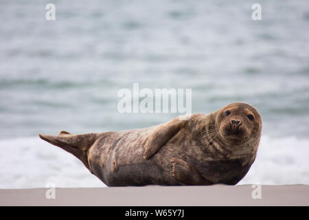 Phoque gris, Helgoland, Schleswig-Holstein, Allemagne (Halichoerus grypus) Banque D'Images