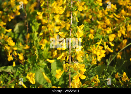 Genista tinctoria, branches de la floraison (Dyer's greenweed ou Dyer's broom) avec bourdon sur fleur contre bokeh doux floue Banque D'Images