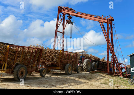 Le tracteur, la canne à sucre chargé sur le transport ferroviaire, récolte de la canne à sucre, près de San Rafael de Yuma, en République Dominicaine, Caraïbes, (Saccharum officinarum) Banque D'Images