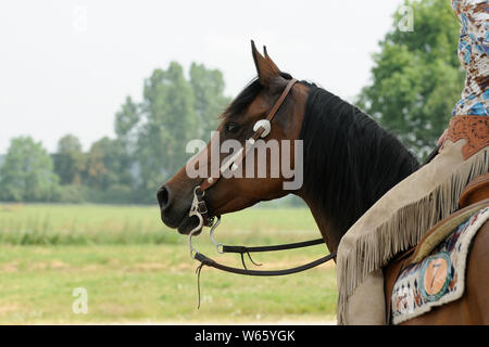 Western cavalier au cheval Arabe, ouest bridle Banque D'Images