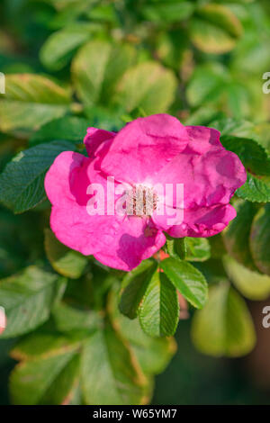 Haie de fleurs rose, Rhénanie du Nord-Westphalie, Europe, (Rosa rugosa) Banque D'Images