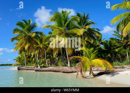 Palm beach, Parque Nacional del Este, la République dominicaine, Caraïbes, Amérique Latine Banque D'Images