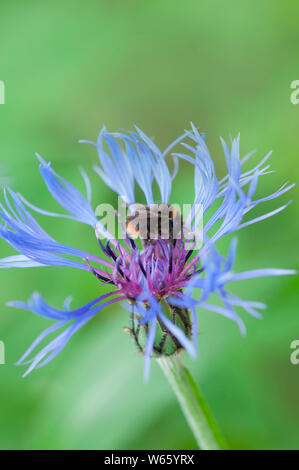 Début de bumblebee à bleuet, Rhénanie du Nord-Westphalie, Europe, (Bombus pratorum), (Cyanus segetum, Centaurea cyanus) Banque D'Images