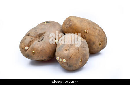 La pomme de terre, Solanum tuberosum germed Banque D'Images