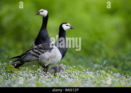 Bernache nonnette, couple et de poussins, mai, Bottrop, Ruhr, Nordrhein-Westfalen, Allemagne (Branta leucopsis) Banque D'Images