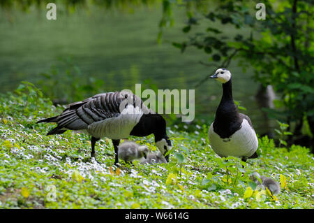 Bernache nonnette, couple et de poussins, mai, Bottrop, Ruhr, Nordrhein-Westfalen, Allemagne (Branta leucopsis) Banque D'Images