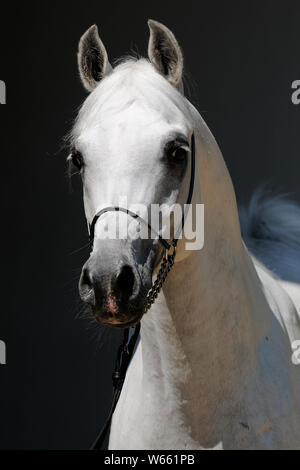 Cheval Arabe blanc étalon, avec showholster Banque D'Images