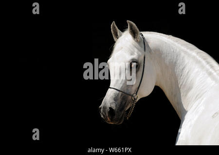 Cheval Arabe blanc étalon, avec showholster Banque D'Images