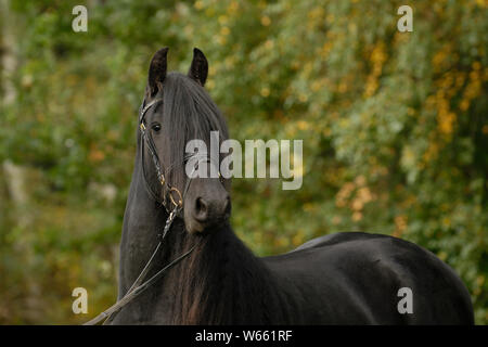 Cheval frison étalon, avec filet Banque D'Images