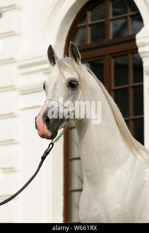 Cheval Arabe blanc étalon, avec showholster Banque D'Images