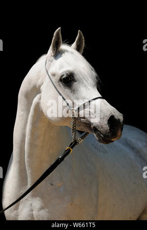 Cheval Arabe blanc étalon, avec showholster Banque D'Images