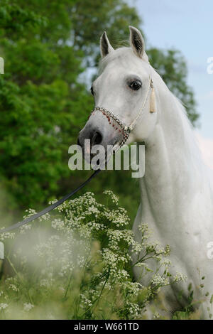 Cheval Arabe blanc étalon, avec showholster Banque D'Images