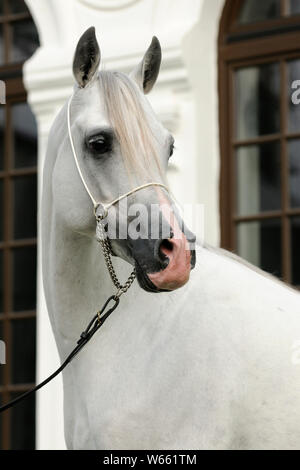 Cheval Arabe blanc étalon, avec showholster Banque D'Images