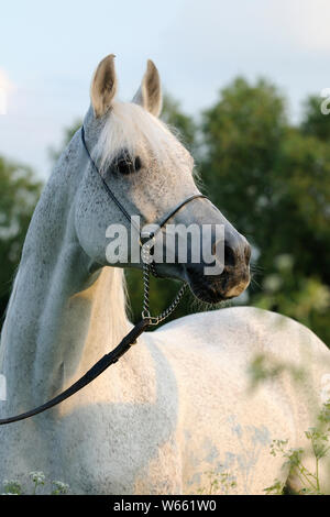 Cheval Arabe blanc étalon, avec showholster Banque D'Images